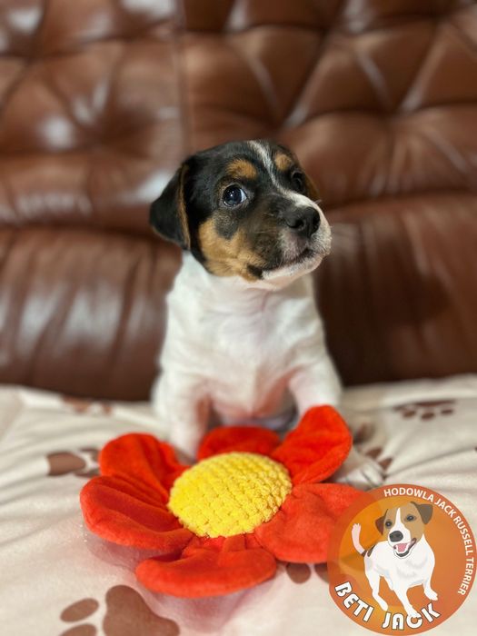 Piękny piesek Jack Russell Terrier z hodowli „BETI JACK” - DIOS