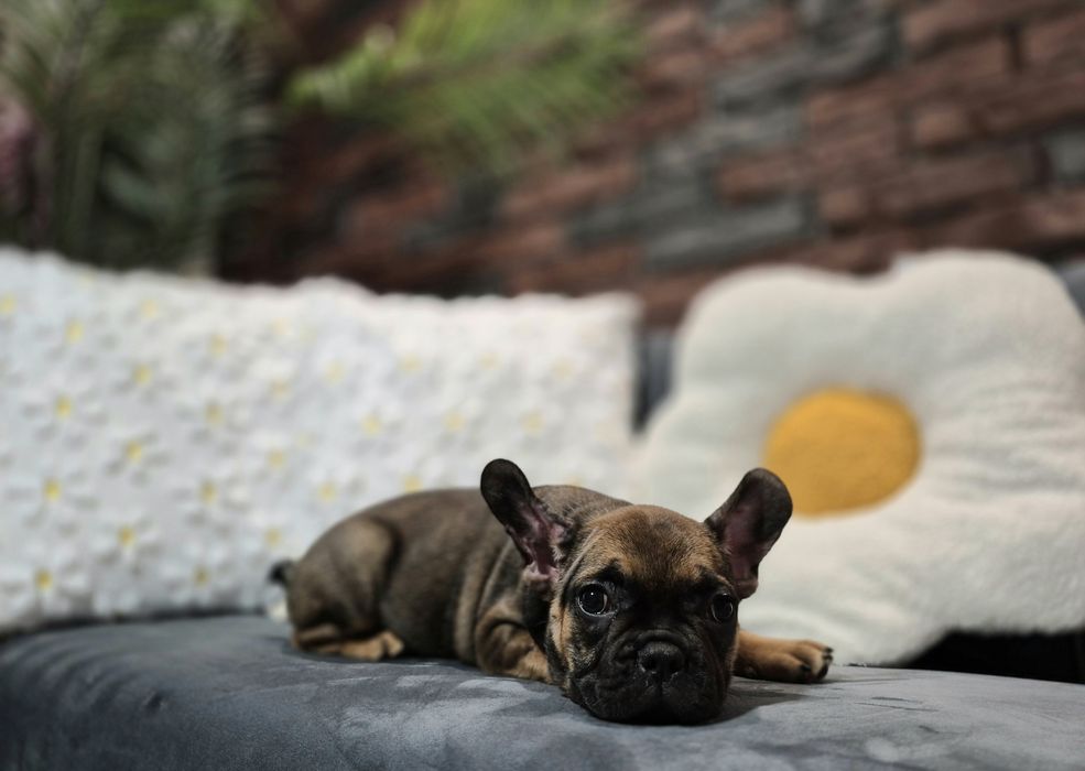 dziewczynka buldog francuski gotowa do odbioru