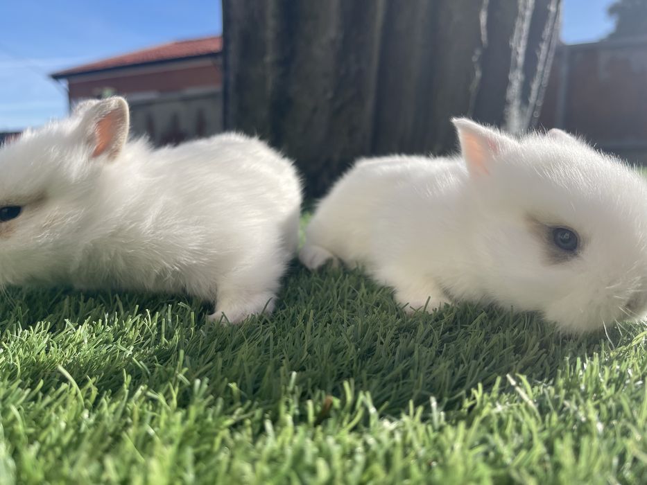 Coelhos anoes belier