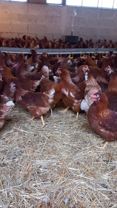 Kury Nioski 23 tygodnie rasy Lohmann Brown. Wysylka!