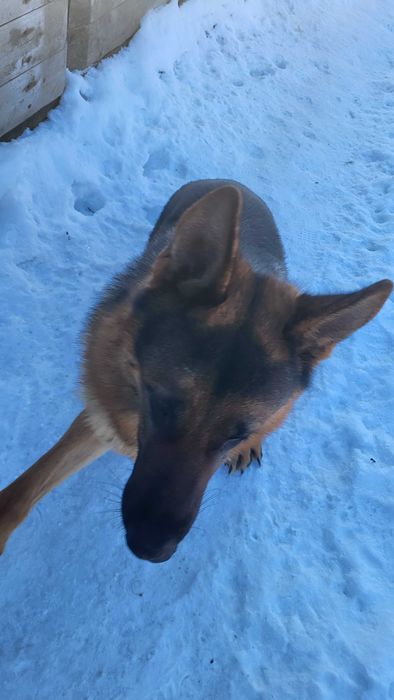 Продам  Цуценят Німецької Вівчарки