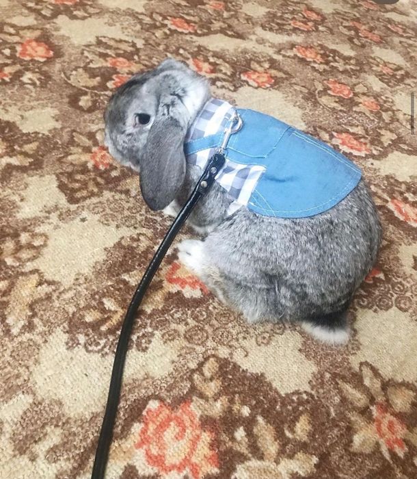 Одяг - повідок для кролика