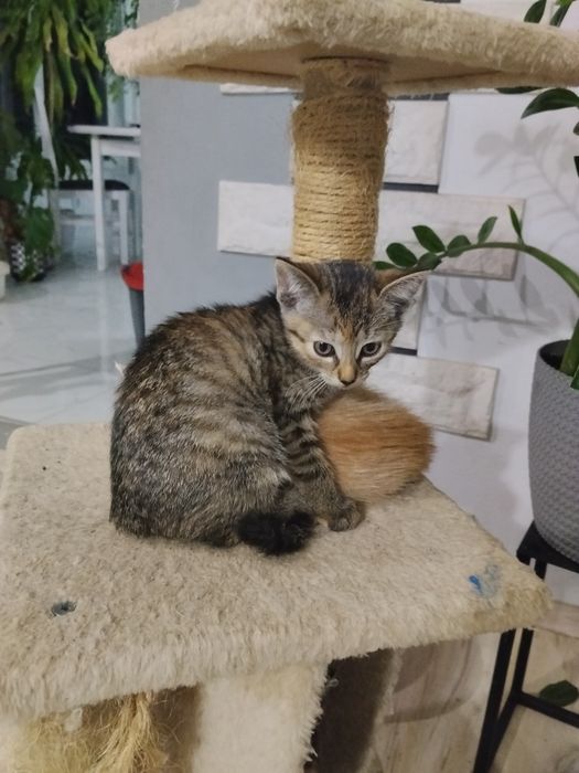 Oddam kotki w dobre ręce