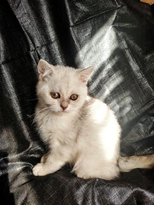 Кошенята британської сріблястої шиншили