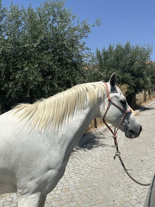 Cavalo de confiança