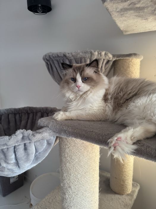 Ragdoll dwu letni kocurek