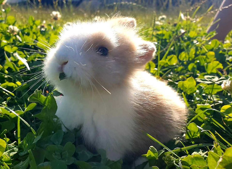 Króliki,  kroliczki , królik,  miniaturowe,  miniaturki