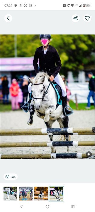 Wszechstronny kup sportowy klacz