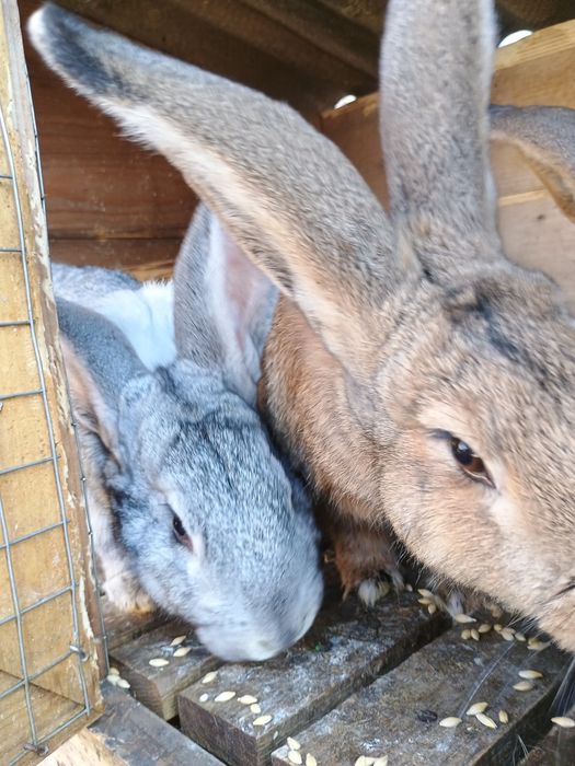 Кролики, кролчихи