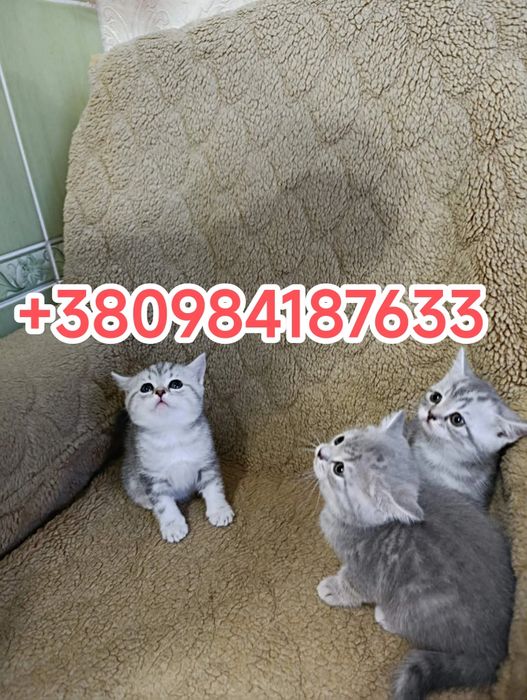 Шотландскі кошенята