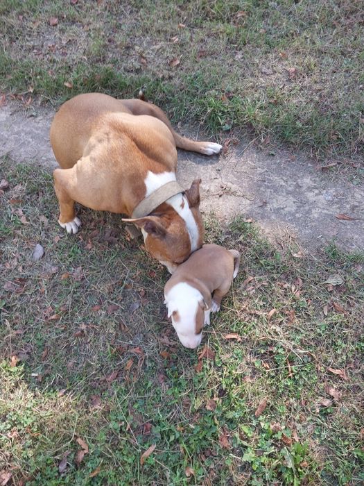 Американский стафф