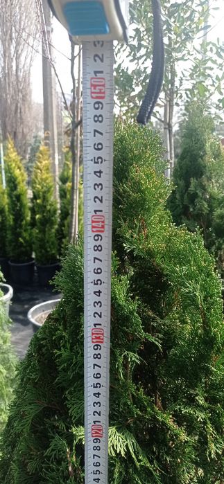 Туя Смарагд 150мм в высоту.