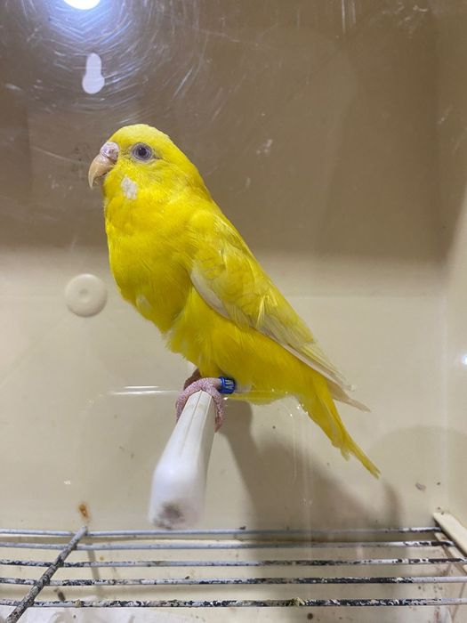 Fêmeas de periquito disponíveis