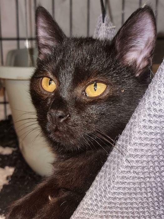 Czarna kociczka 4,5 miesięczna, adopcja.