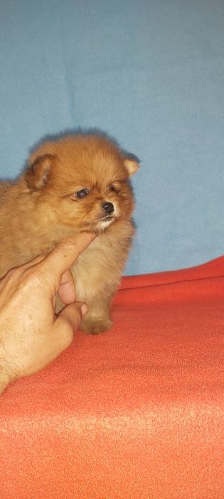Spitz Alemão miniatura