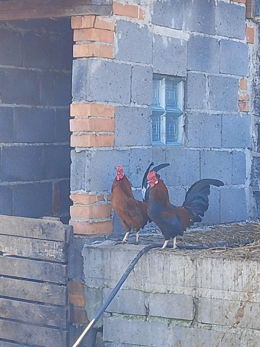 Koguty cwergi młode