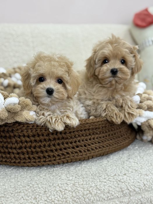 Очаровательные детки Мальтипу !!!