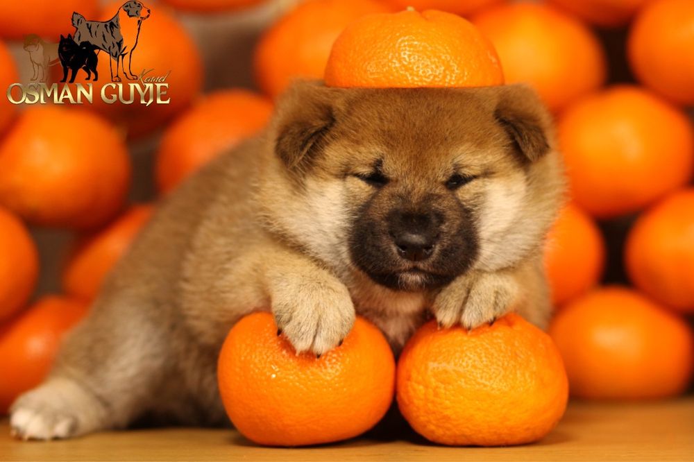 Перспективний хлопчик Шиба Сіба іну розплідник