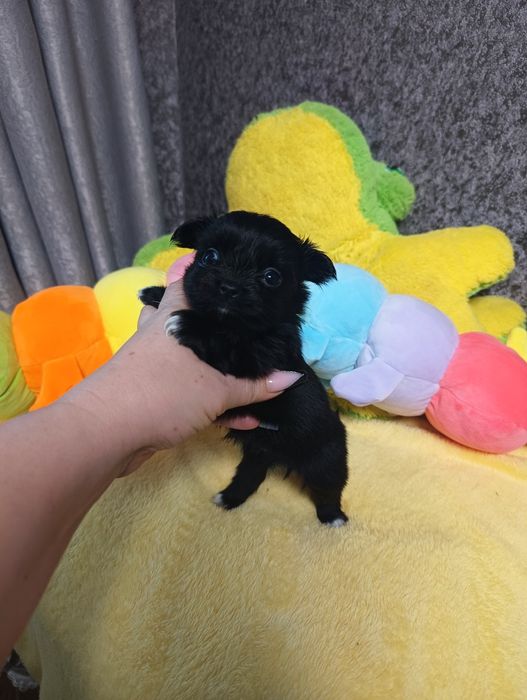 Кукольная девочка чихуахуа