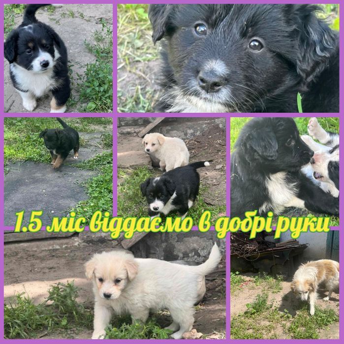 Віддаємо в добрі руки цуценят