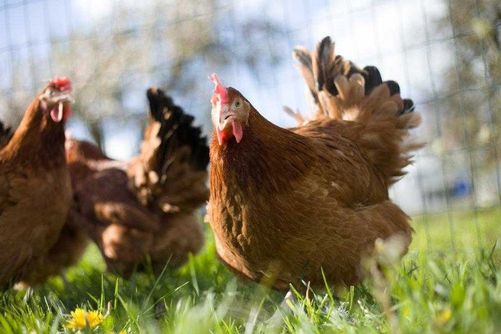 Kury nioski kokoszki odchowane