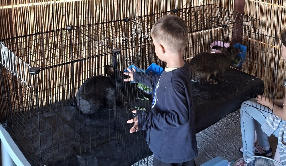 Klatka dla królików