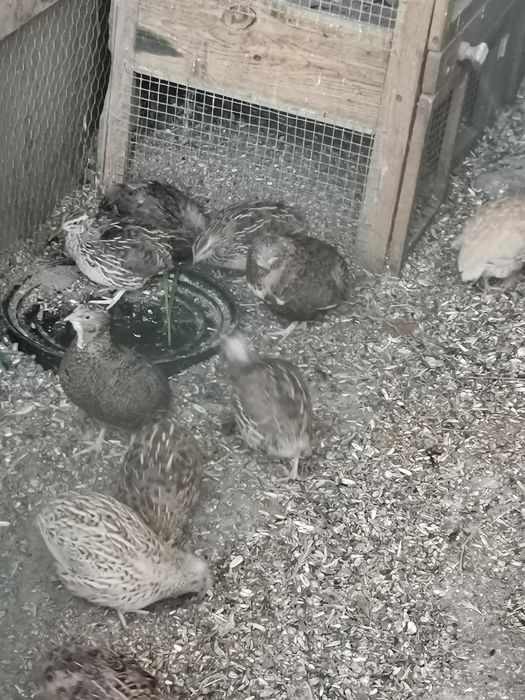 Sprzedam przepiórki