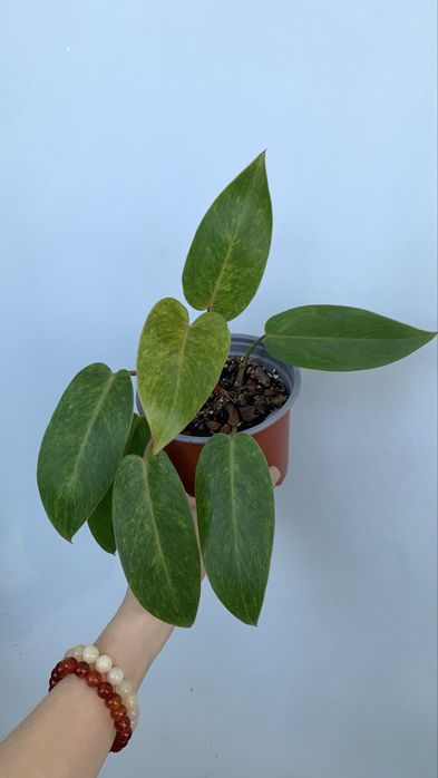 Филодендрон Painted Lady