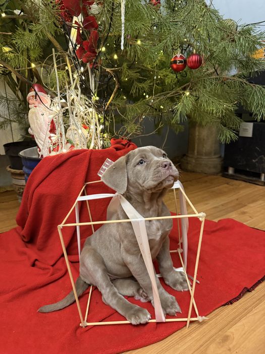 Мастино неаполітано дівчина колір ізабелла