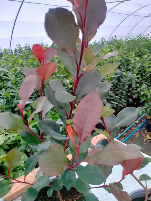 Głogownik odmiana Red Robin