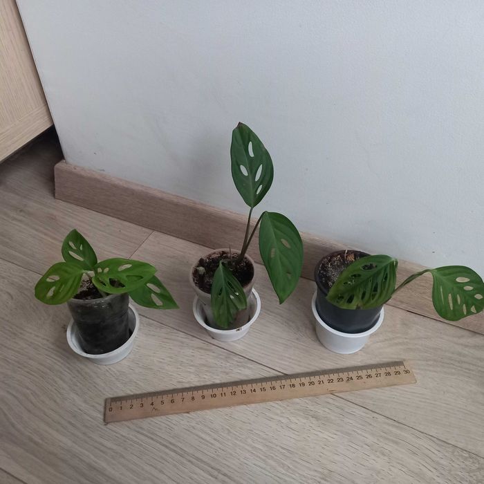 Monstera OBLIQUA , Адонсона - Монстера косая, карликовая