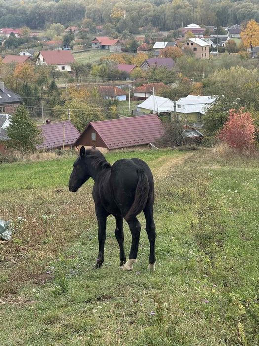 Продається лошак