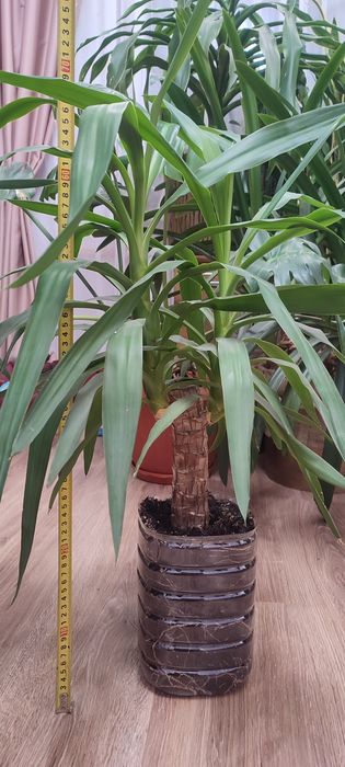 Драцена, кімнатна рослина, вазон