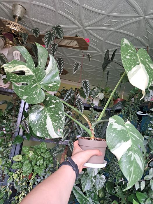 Monstera thai constellation ukorzeniona sadzonka idealnie wybarwiona