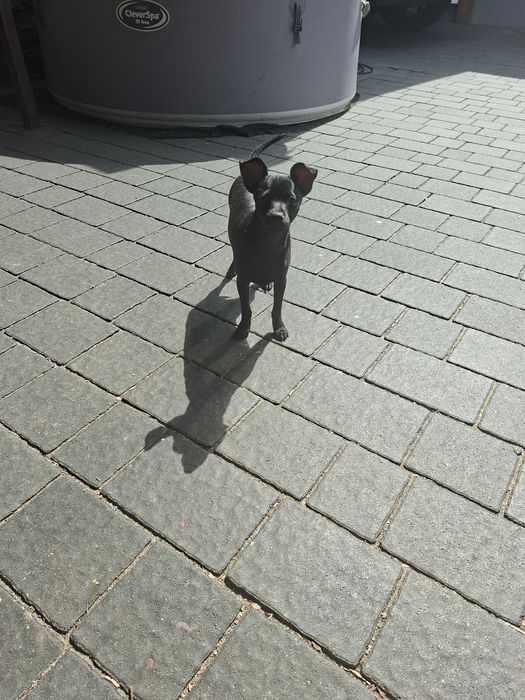 Pinczer Miniaturowy