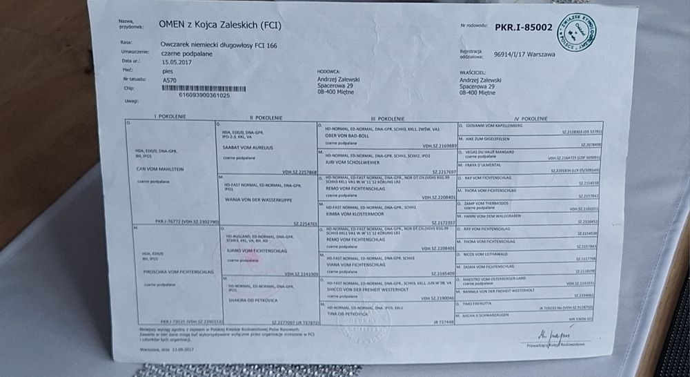 Owczarek Niemiecki Długowłosy Szczenię Rezerwacja!