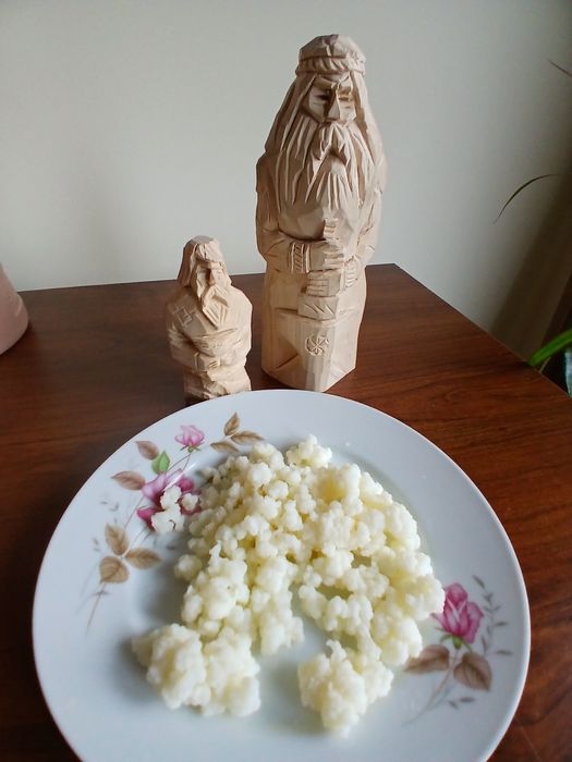Grzybek tybetański bio starter (ziarna kefirowe)