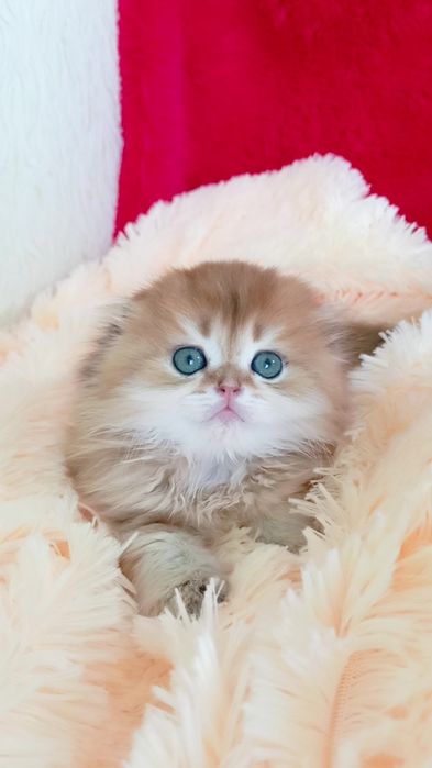 Идеальный вислоухий котик золотая шиншилла Хайленд