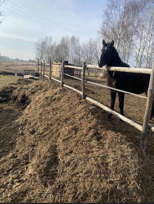 Obornik koński obornik koński