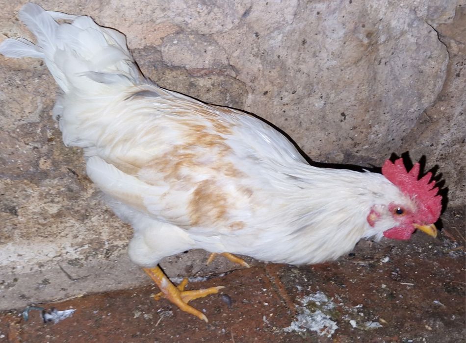 Troco 2 Galos  "Chines" Garnize por frangas ou galinhas por ovos