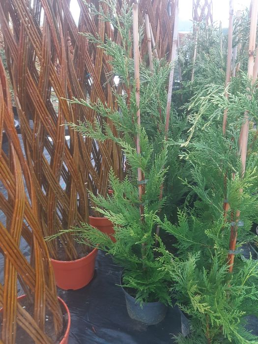 Cupressocyparis leylandii,  Cyprysowiec  Leylanda
