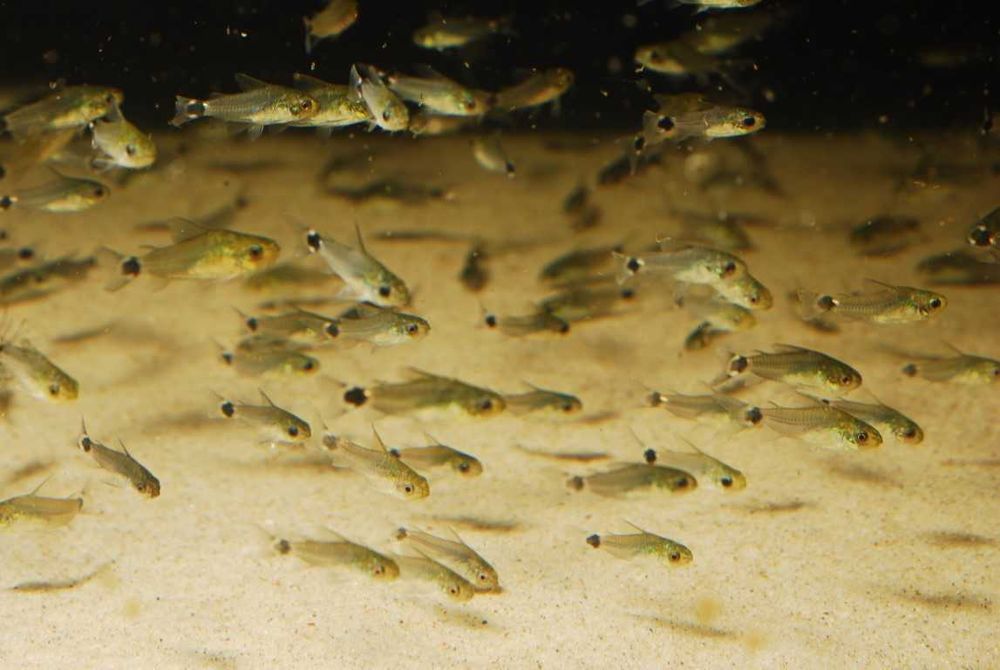 Kirysek Corydoras hastatus