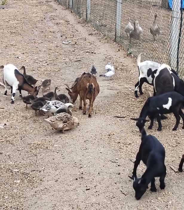 Cabras Anas com 8 meses