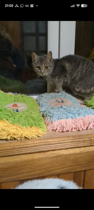 Кішка 3 місяці у добрі і руки