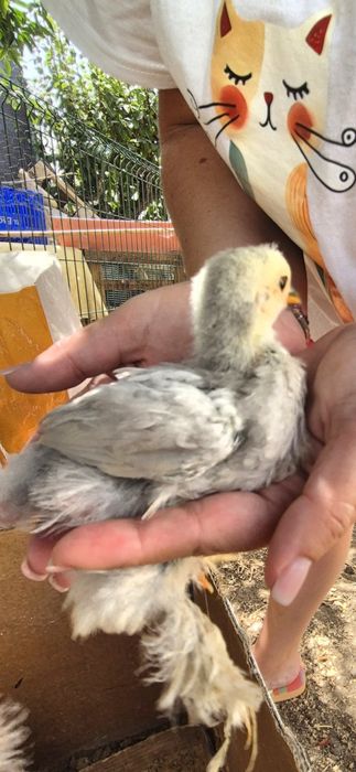 Pintos Pekin Cinzento