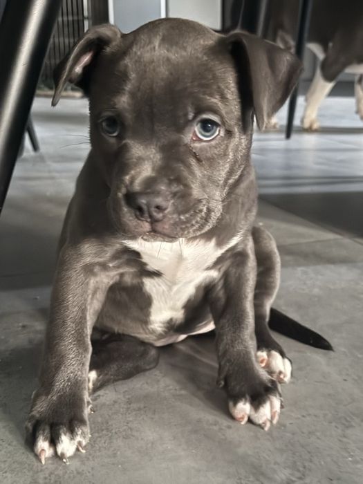 Американські буллі