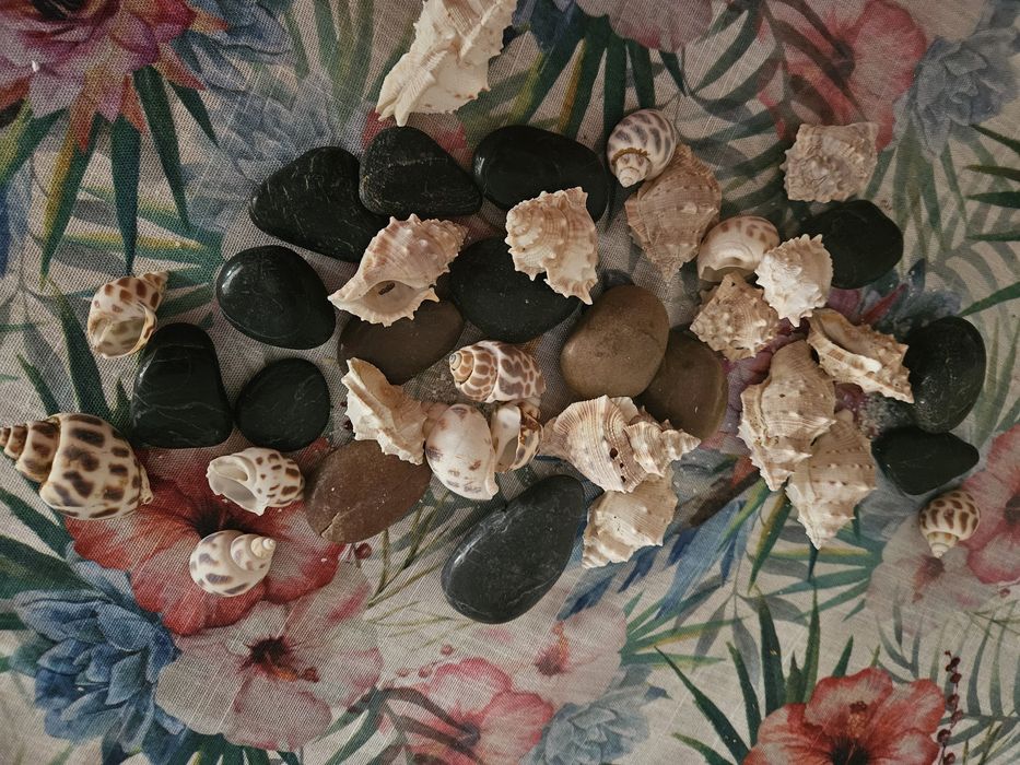 Pedras e conchas do mar