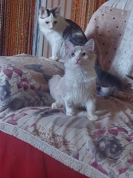 Котята подростки ищут  дом