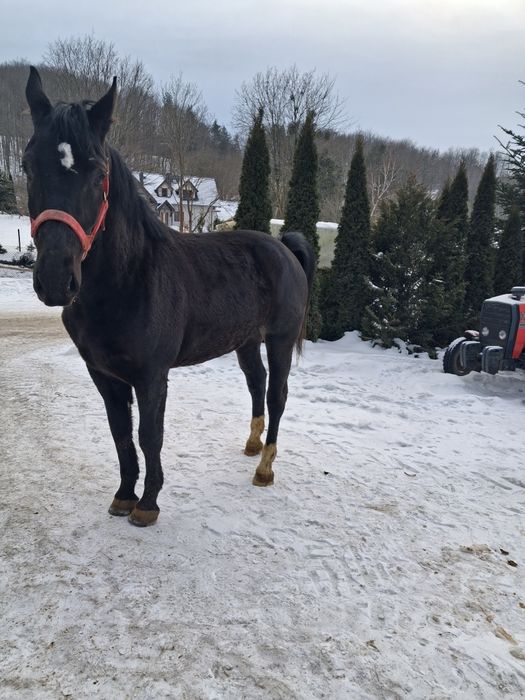 Klacz slaka po rodzicach programowych
