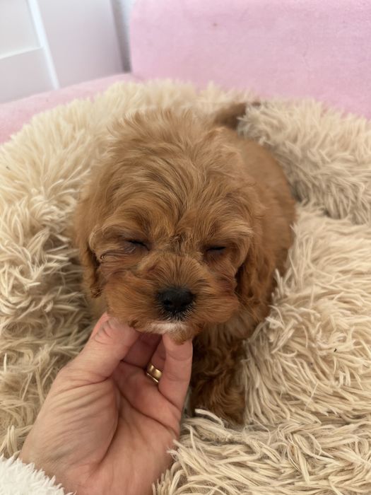 Piesek cavapoo rudy
